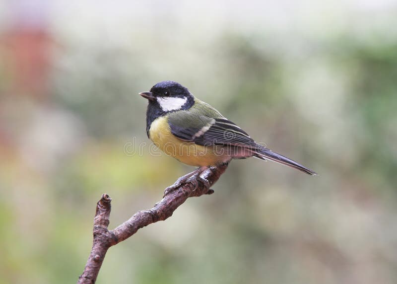 Garden Birds - Great Tit