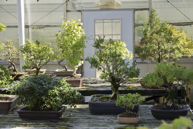 Garden with bonsai trees stock photo. Image of group 163124380