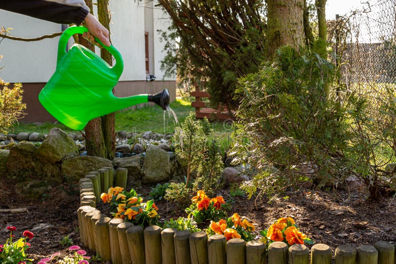 Watering Flowers with Watering Cans. Stock Photo Image of cans