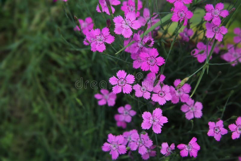 Garden Carnation Flowers Blooming in the Garden Stock Image Image of