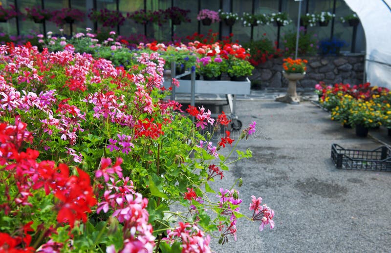 Garden center stock photo. Image of pink, geranium, flora 20290444