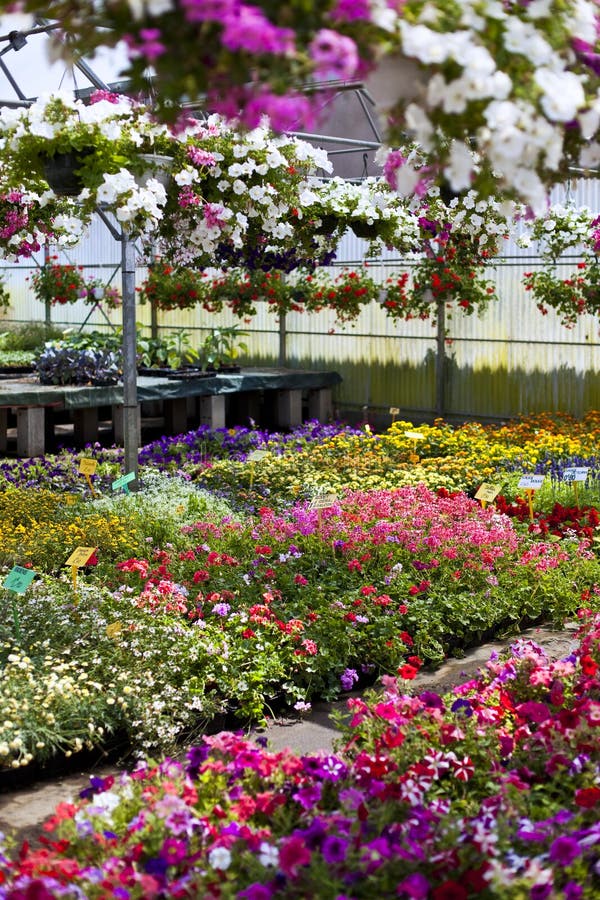 Garden center stock photo. Image of vegetation, colorful 56355390