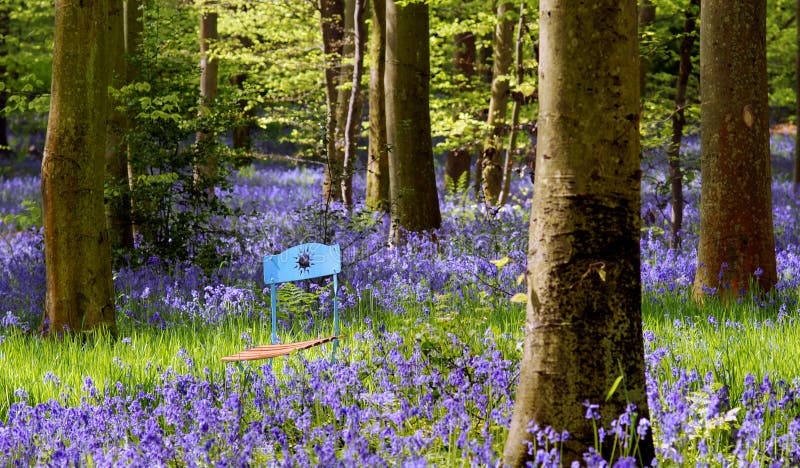 Garden chair between flowers