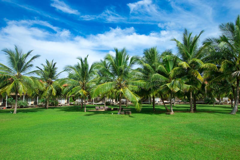 Garden with coconut palm stock image. Image of places 268795509