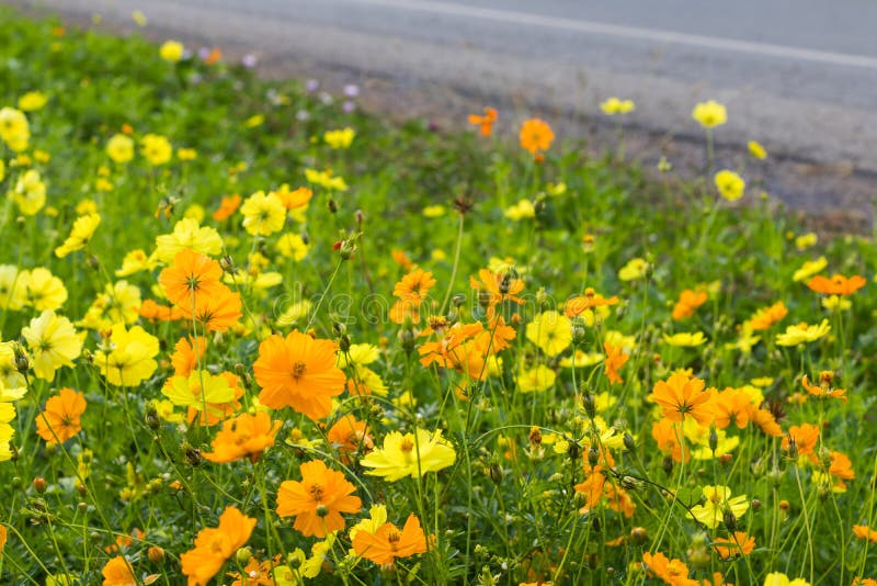 Garden Cosmos yellow street.