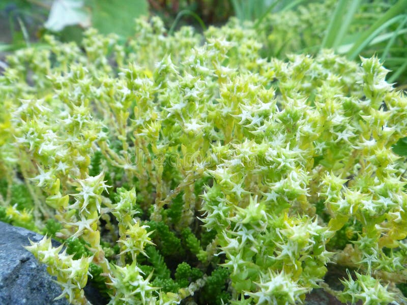 Garden Cover Ground Cover Plant Sedum Spring Green Photograph Illustration stock image Garden Cover Ground Cover Plant Sedum Spring Green Photograph Illustration stock image