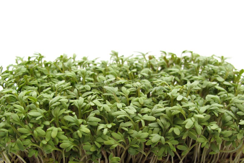 Persian Garden Cress