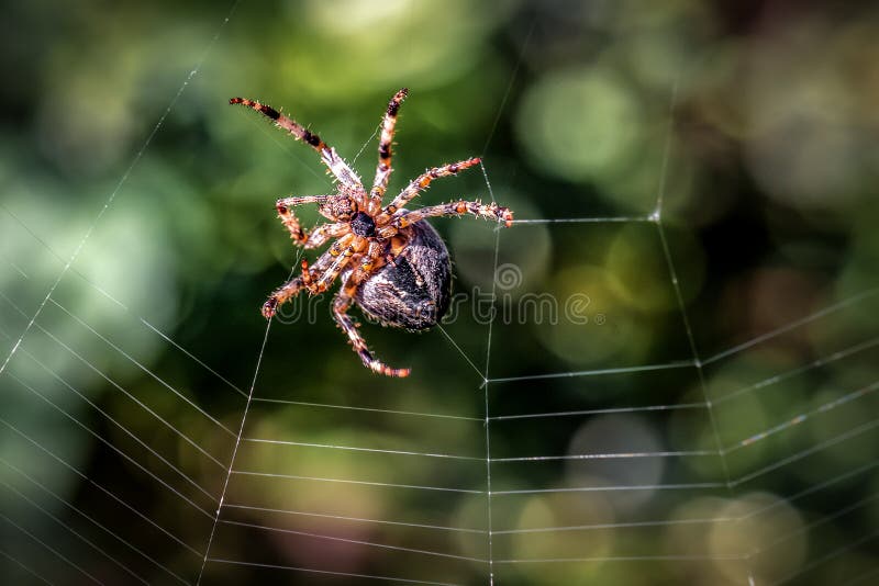 Garden cross spider constructing new web. Garden predatory cross spider constructing new web