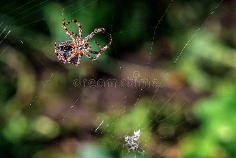Garden cross spider constructing new web royalty free stock photography