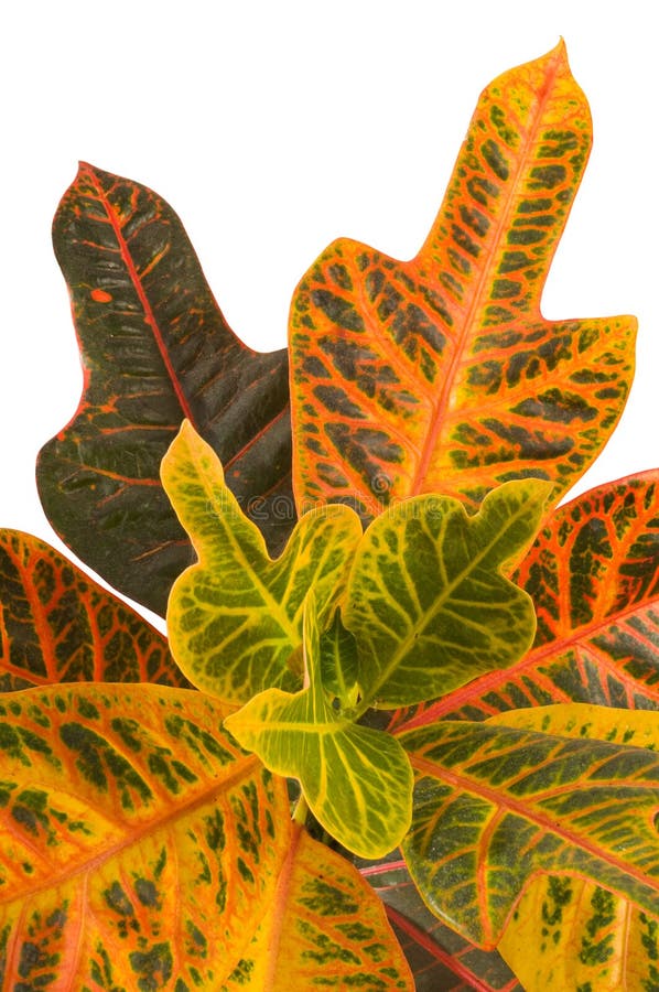 Garden croton. Excellent stock image. Image of toxic 11785637