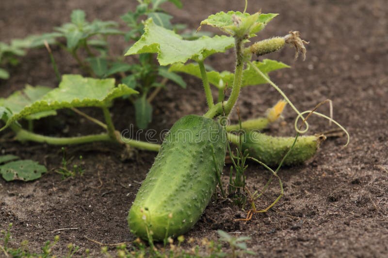 Garden Cucumber stock image. Image of vegetable, garden 15888487