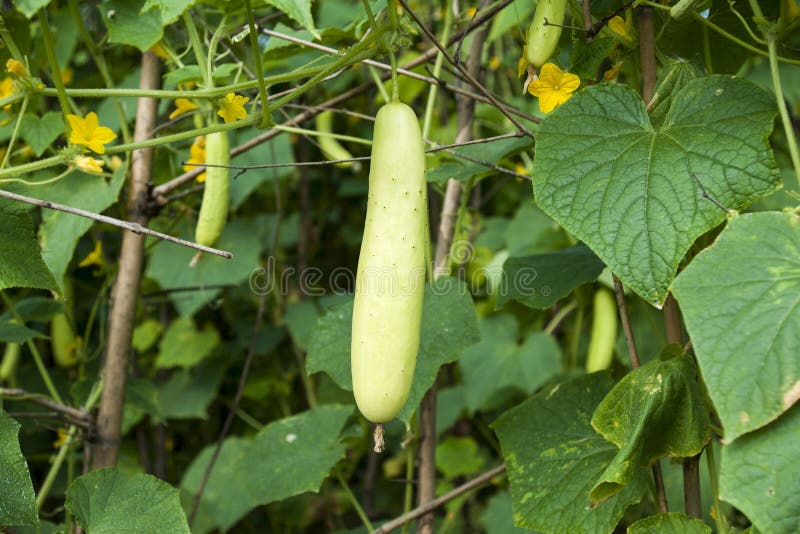 Garden cucumbers. stock photo. Image of meal, close, descriptive 28270168