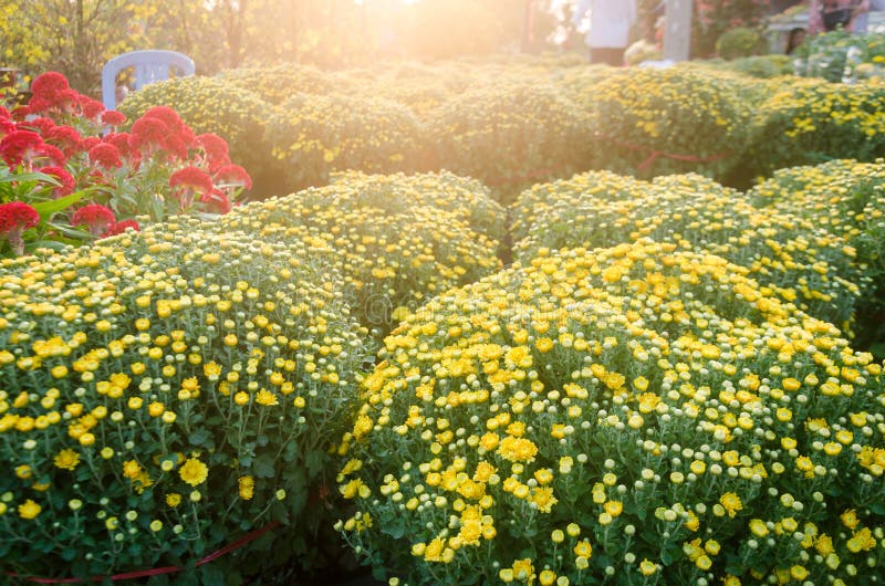 Garden daisies under the sun. royalty free stock photos Garden daisies under the sun. royalty free stock photos