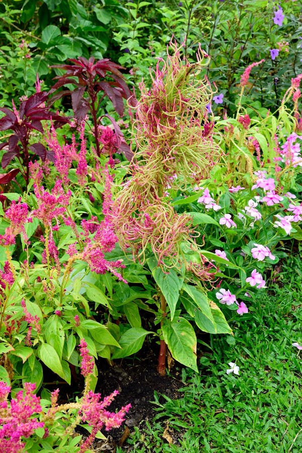 Garden decoration stock photo. Image of decoration, plants 77060514