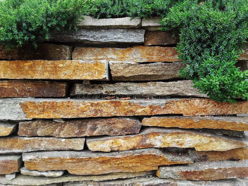 Garden Decorative Natural Stone Wall Fence with Evergreen Tree Stock