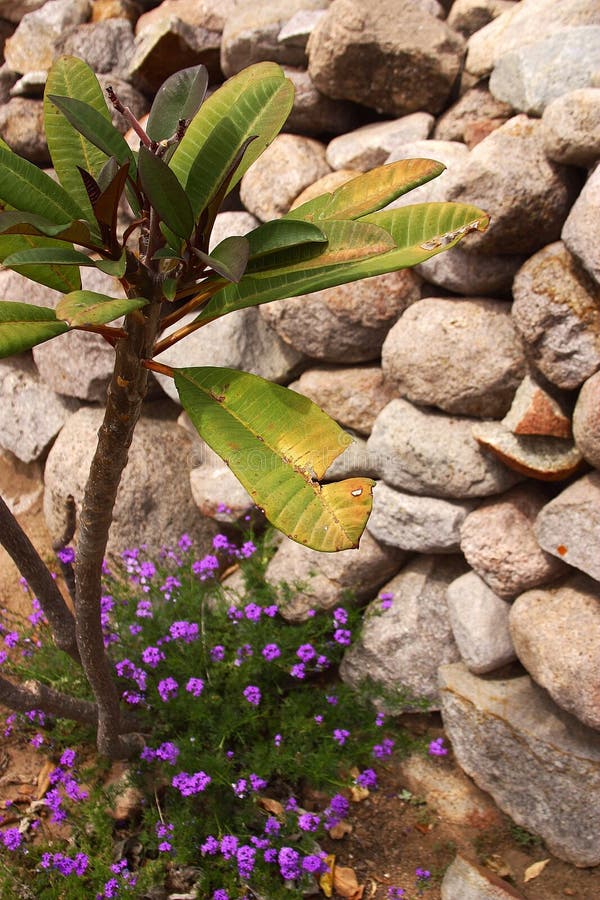 Garden detail