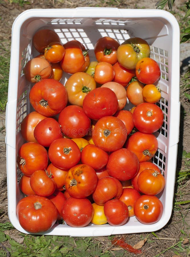 Garden Detail of Basket of Beefsteak Tomatoes