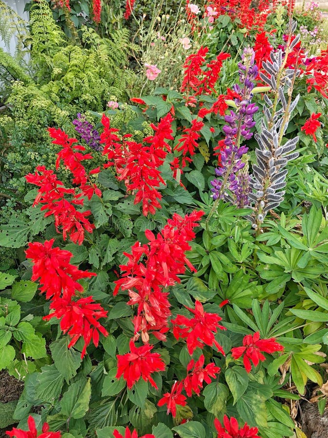 Garden Display Full of Colourful Flowers Stock Photo Image of close