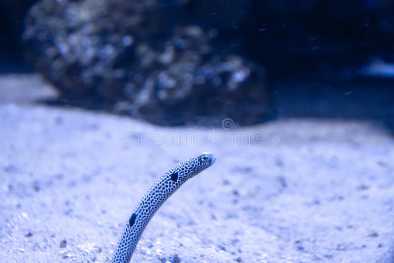 Garden Eels in Sand, Roatan, Honduras, Underwater Stock Image Image