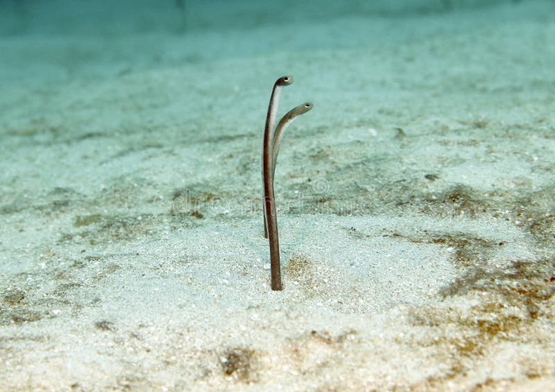 Garden Eels In Sand, Roatan, Honduras, Underwater Stock Photos Image