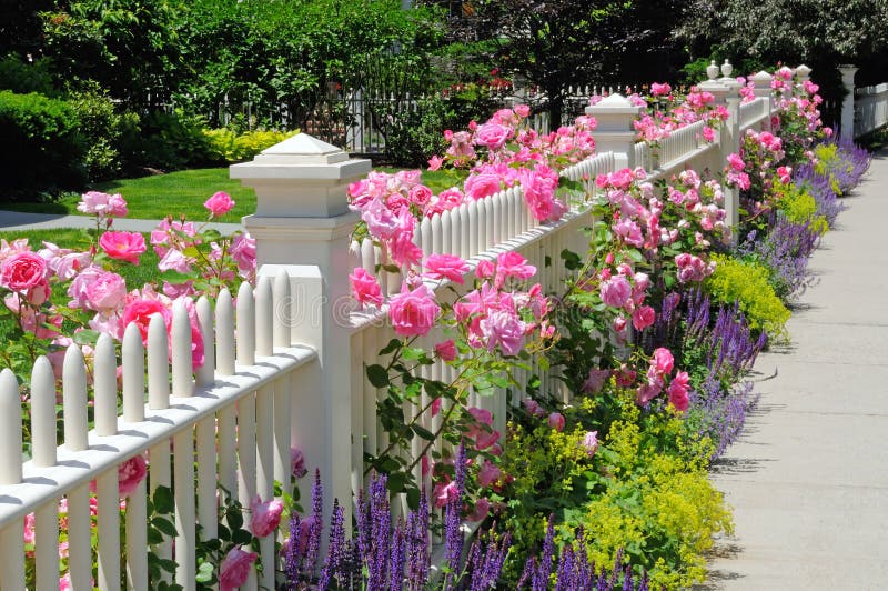 Garden fence with pink roses. Garden fence with climbing pink roses, sage, speedwell and catmint in the garden. Pink, blue, purple, green, colorful. Beautiful stock photo