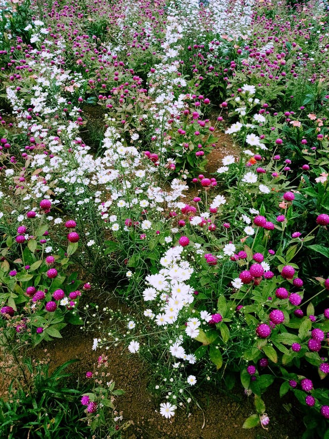 Garden Fields of Baby& X27;s Breath Flower Stock Photo Image of