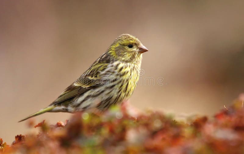 Garden finch Serinus serinus