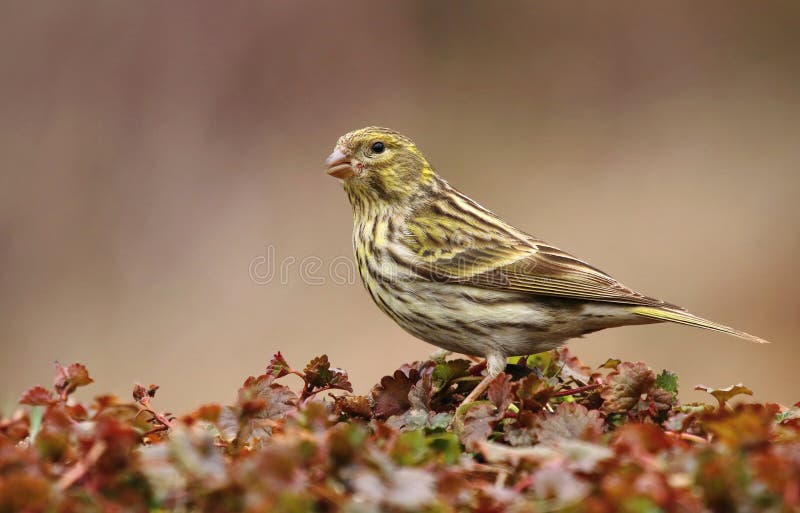 Garden finch Serinus serinus