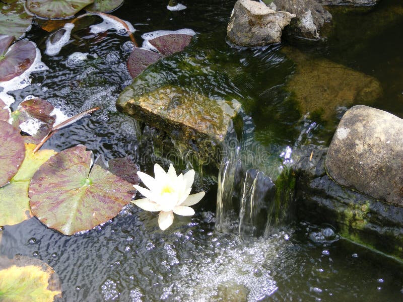 Garden Fish Pond and Water Lilies Stock Photo Image of lilies