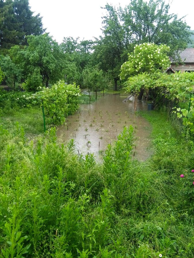 Garden flood stock image. Image of rain, garden, green 72837227