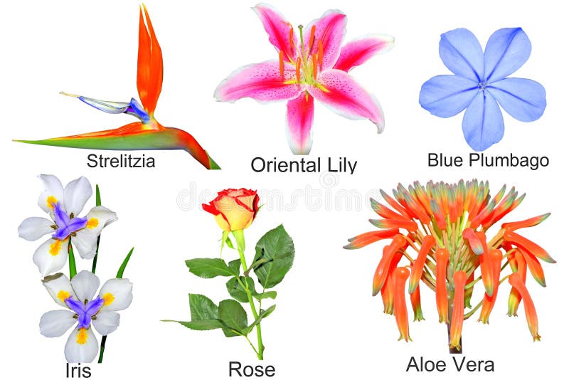 Flowers Names Stock Illustrations 365 Flowers Names Stock Illustrations Vectors Clipart Dreamstime flowers names stock illustrations 365