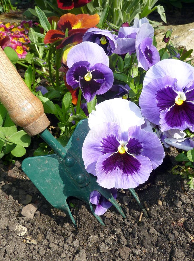 Garden flowers