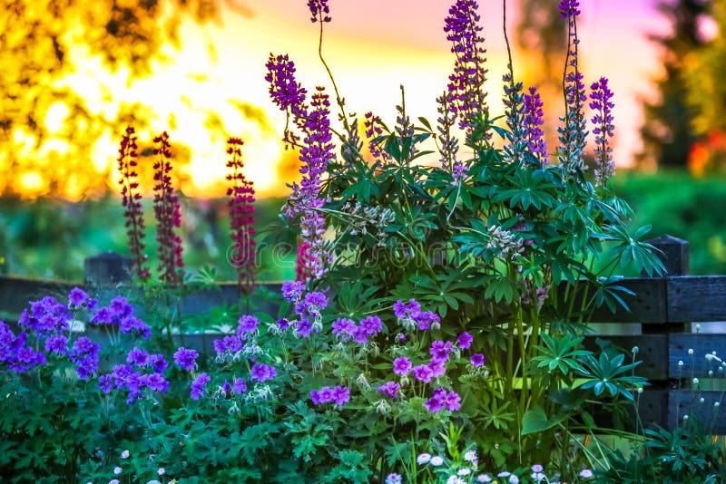 Sunset in the garden - the pond edge of the plank fence, in front bloom beautiful flowers.