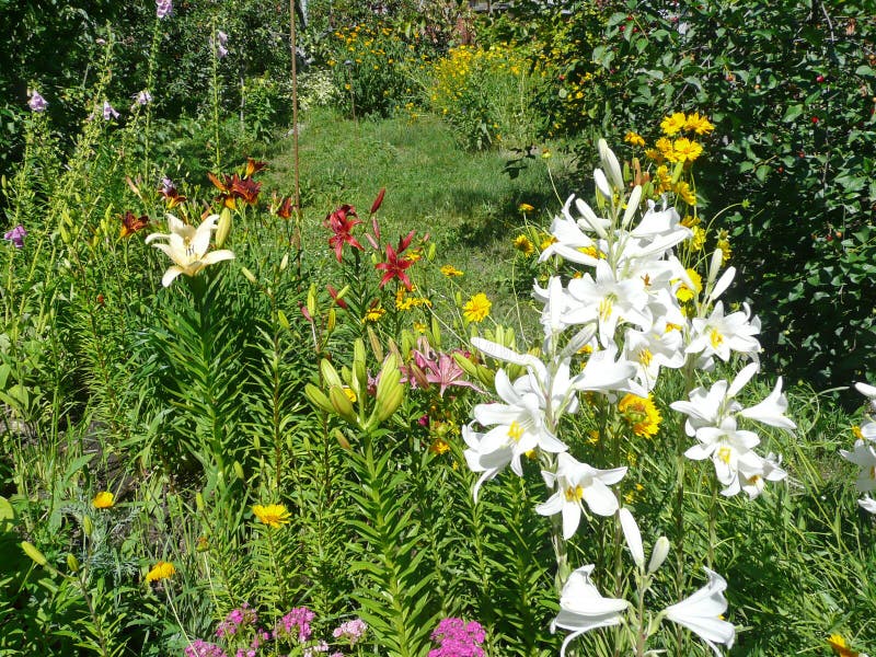 Garden flowers. Colorful lilies royalty free stock image