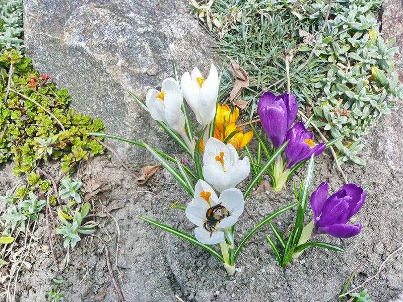 Garden flowers. Crocuses royalty free stock photo