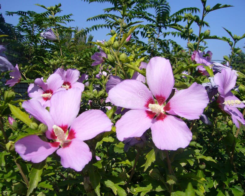 Garden flowers. Hibiscus royalty free stock images