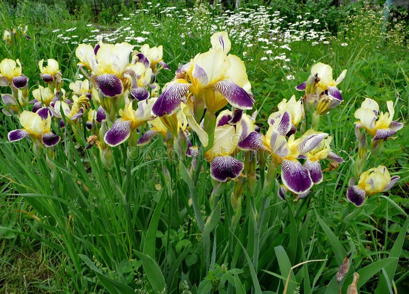 Garden flowers. Irises royalty free stock photography