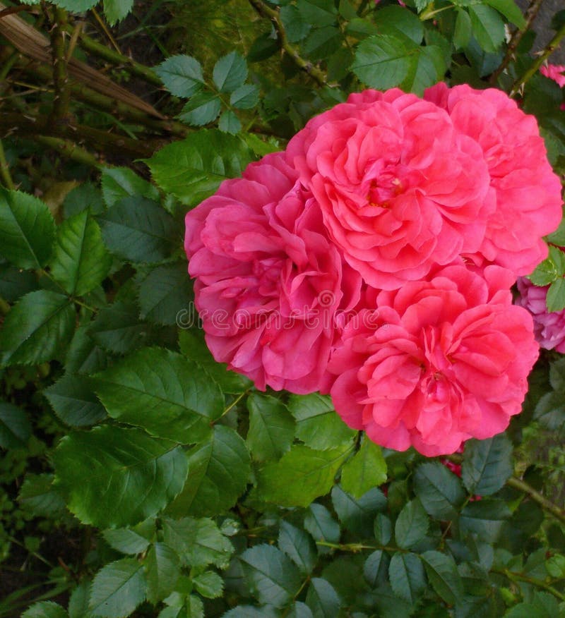 Garden flowers. Pink roses stock image
