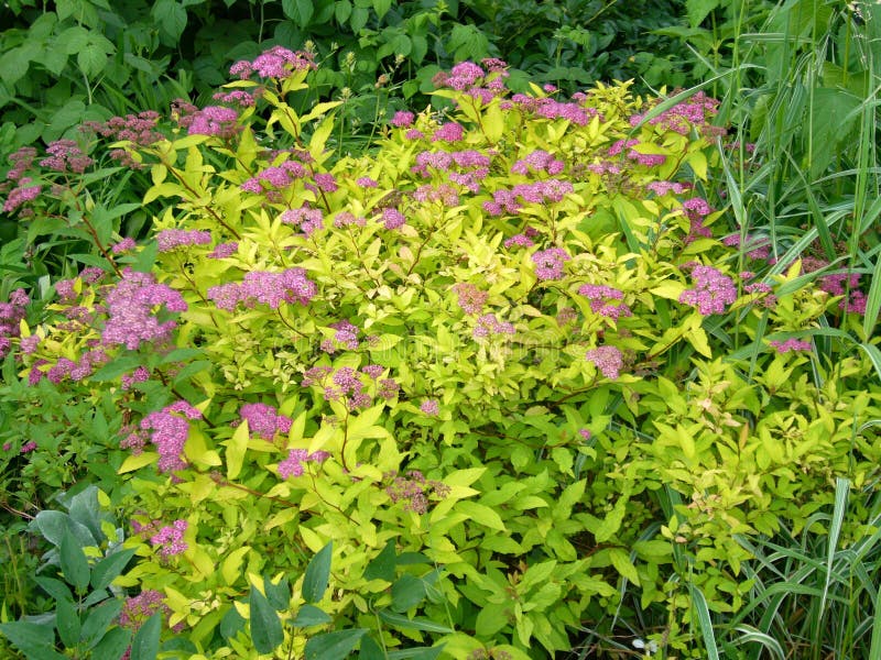 Garden flowers. Pink Spiraea royalty free stock images