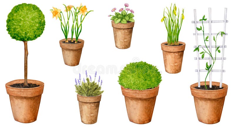 Garden flowers and plants in clay pots. Set of watercolor elements.