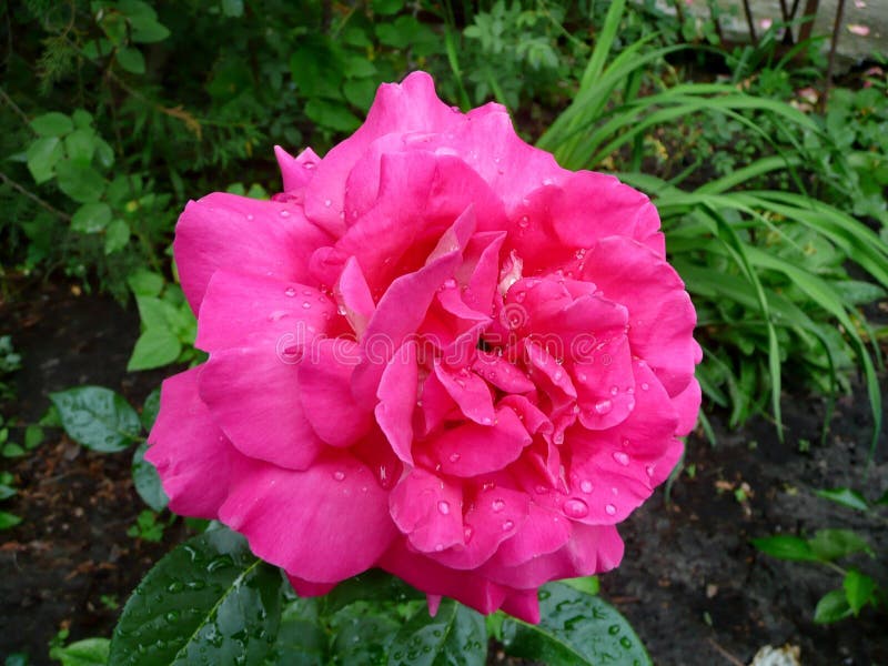 Garden flowers. Red rose royalty free stock image