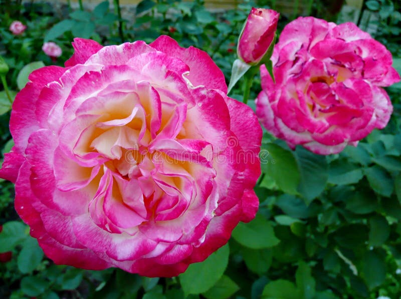Garden flowers. Red roses. stock image