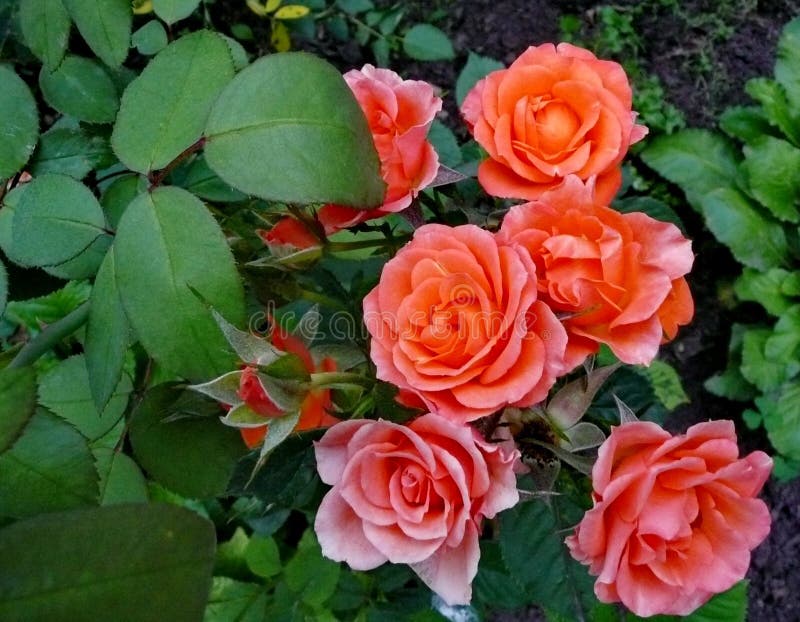 Garden flowers. Red roses. stock photos