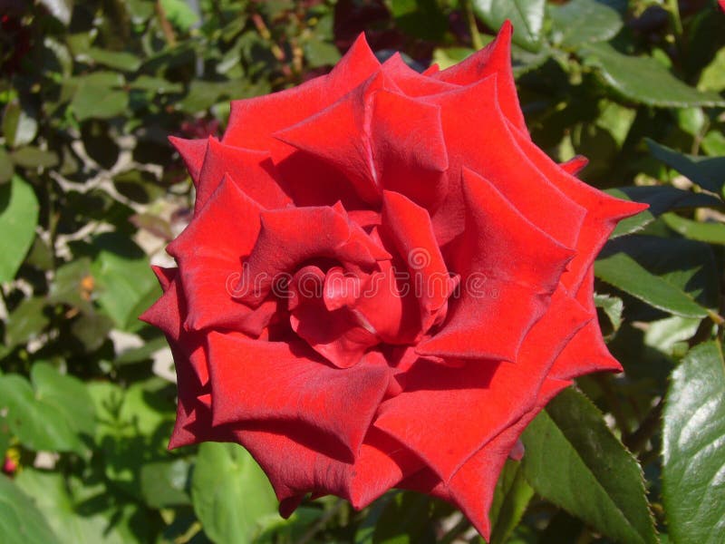 Garden flowers. Red roses. stock photos