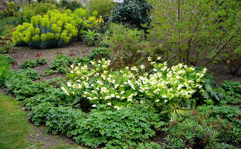 Garden flowers. royalty free stock photos