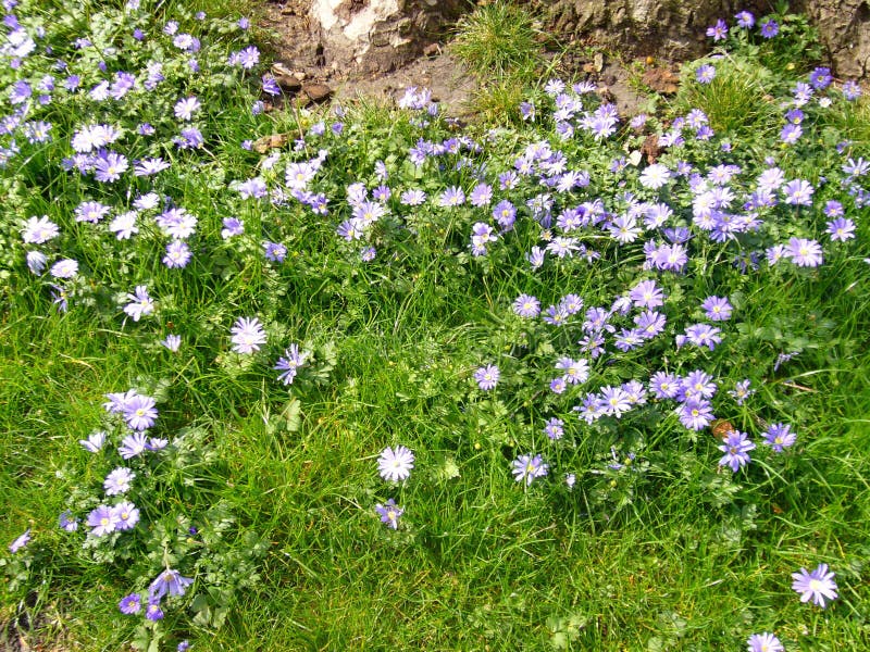 Garden flowers. stock photos