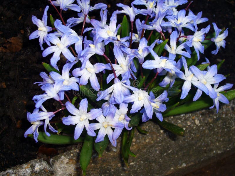 Garden flowers. royalty free stock photo