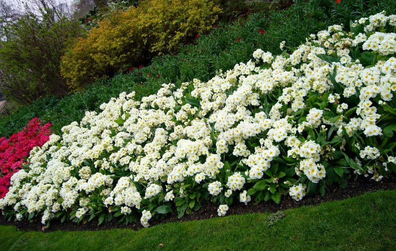 Garden flowers. stock photos