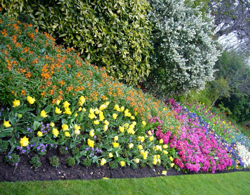 Garden flowers. stock image