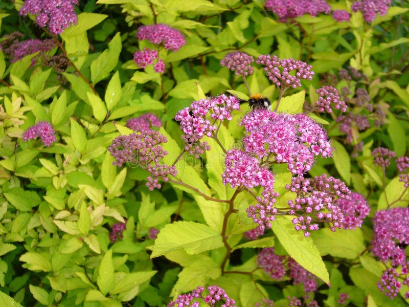 Garden flowers. royalty free stock photo